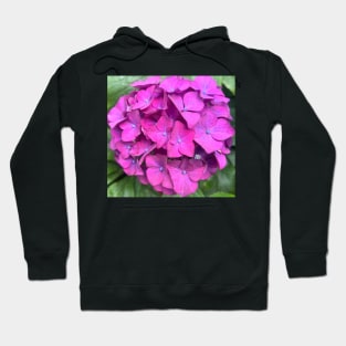 The Riotous Splendor of the Luscious Pink Hydrangea Hoodie